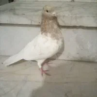 کفتر|پرنده|شیروان (خراسان), |دیوار