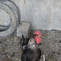 خروس 40تاج
