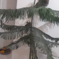 کاج مطبق