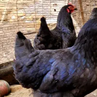 مرغ سیاه کامل