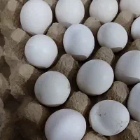مرغ و خروس تخم مرغ