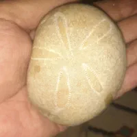فسیل