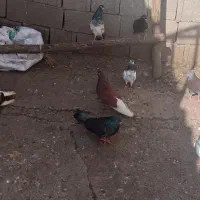 ۹تا کبوتر بصورت یکجا فروشی است