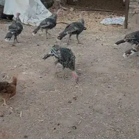 بوقلمون