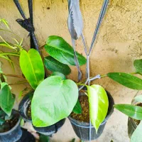 آگلونما برفی
