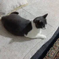واگذاری گربه خانگی