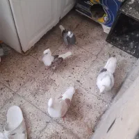 کفتر پشت نروماده  باجوجه
