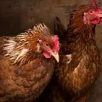 یک جفت مرغ و خروس معمولی