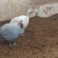مرغ شاخدار