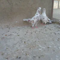 کفتر  ۲۵۰