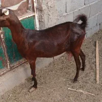 بز دو رگ  زاییده