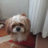 سگ پاکوتاه
