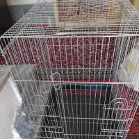 سه عددقفس عروس وطوطی برزیلی شماره داخل عکس