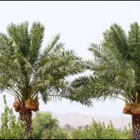 اجاره-باغ-خرما