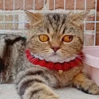 اسکاتیش نر خوش رنگ یک ساله