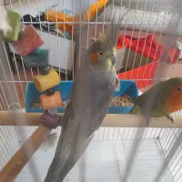 عروس معاوضه با کوتوله