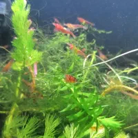 میگو آکواریوم