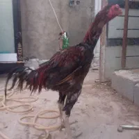 خروس لاری با 4عدد مرغ