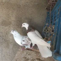 ۴عدد کبوتر ناب