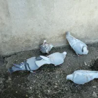 کبوتر پلاکی