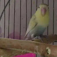 طوطی نر برزیلی بالغ رام فیشر، تهران.