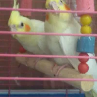 یک جفت عروس هلندی دوماهه