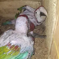 جوجه ارا قرمز