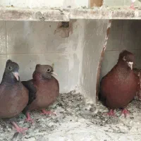 4 تا کفتر ارشینگل با دوتا تخم
