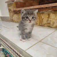 گربه|گربه|بندر انزلی, جهانگانی|دیوار