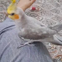 عروس هلندی نر بالغ و مولد