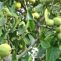 گردو تکان ماهر ،خرید گردو قد درخت