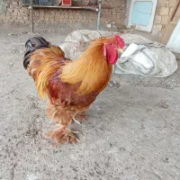 فروش خروس برهما