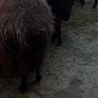 گوسفند زنده فروشی شهرری