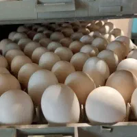 فروش عمده تخم مرغ محلی  خوراکی و نطفه دار