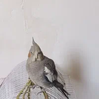 جوجه تازه دونخوره دستی نر