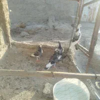 کبوتر