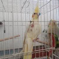 عروس هلندی جفت مولد لوتینو