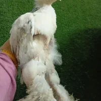 جوجه برهما لایت سنگین وزن