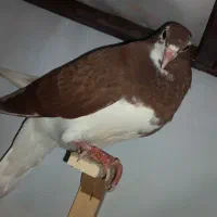 یک جفت جوجه ساده خال ابلغ افغانی