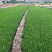 نشا شلتوک