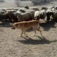 سگ برا گله ایخوم