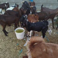 بز ماده با بچه ی نر