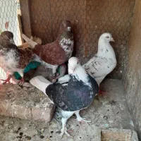 کبوترغریبگیری