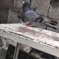 کبو.تر