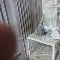 کبوتر|پرنده|سعدآباد, |دیوار