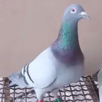 کبوتر پلاکی مسافتی المانی معاوضه