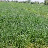 یونجه  پرس