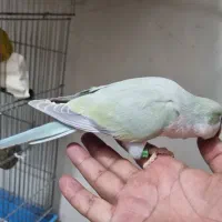طوطی راهب اکوا پاستیلی با ارائه مدرک پرورشی