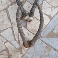 شاخ ‌کم یاب وزیبا برای دکور