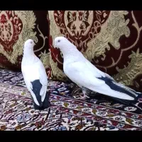 کبوتر  رنگی دم سیاه